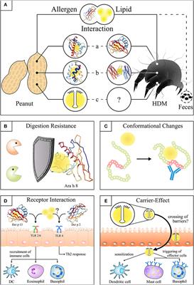 Lipophilic Allergens, Different Modes of Allergen-Lipid Interaction and Their Impact on Asthma and Allergy